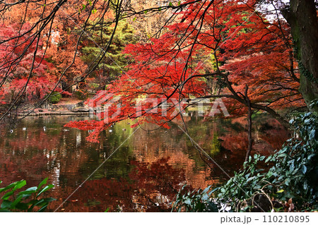 池に映る紅葉 池に映る紅葉 110210895