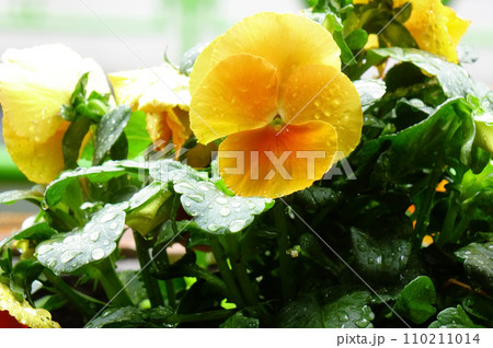 水滴、雨粒に濡れたパンジーの優美さ、可憐な花びら。 110211014