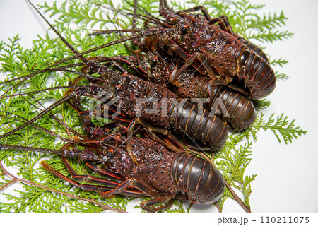 活伊勢海老 110211075