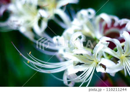 妖艶な花_1 妖艶な花_1 110211244