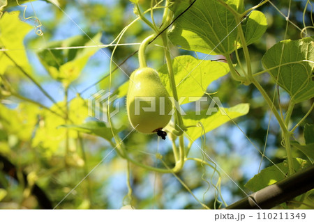 カンピョウの実 110211349