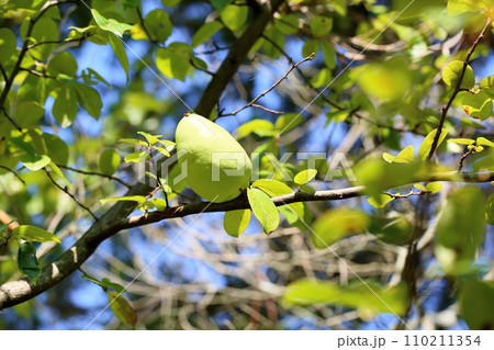 カリンの実 110211354