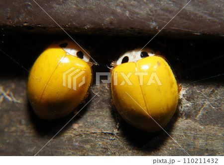 手摺で越冬中のキイロテントウ 110211432