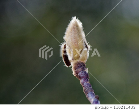 モクレン科ハクモクレンの頂芽 モクレン科ハクモクレンの頂芽 110211435