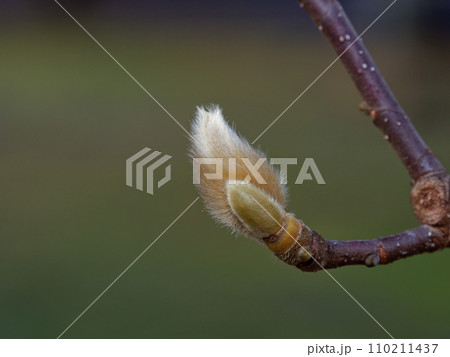 モクレン科ハクモクレンの頂芽 モクレン科ハクモクレンの頂芽 110211437
