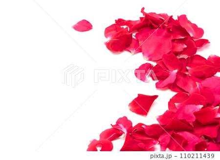 Red rosese petal on white background.Close up Red rosese petal on white background.Close up 110211439