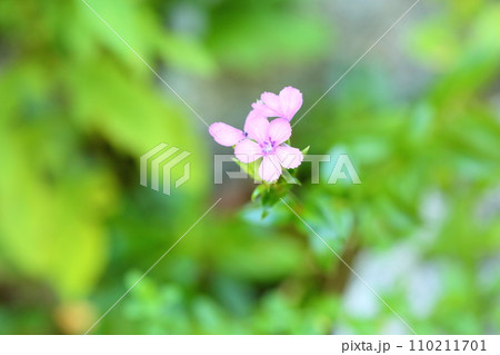 ハマナデシコの花 110211701