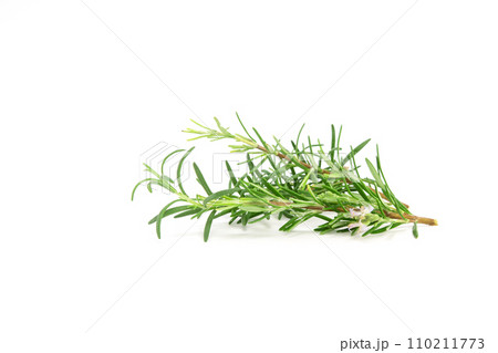 Rosemary sprig isolated on white background. Aromatic evergreen shrub Rosemary sprig isolated on white background. Aromatic evergreen shrub 110211773