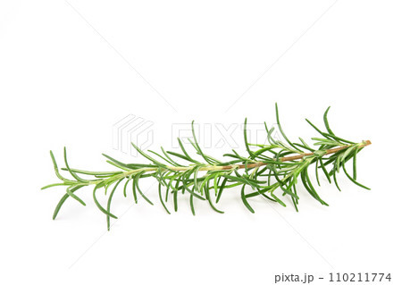 Rosemary sprig isolated on white background. Aromatic evergreen shrub 110211774