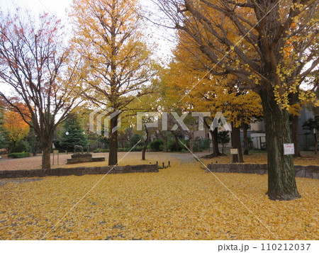 イチョウの黄葉が彩りを添える秋の公園 110212037