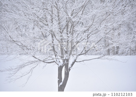 霜の降りた日 110212103
