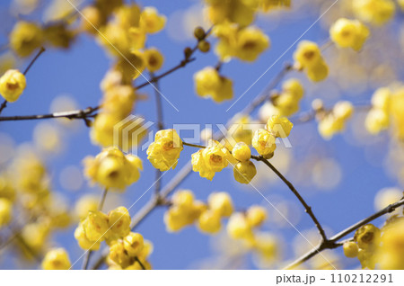 春を見上げて 110212291