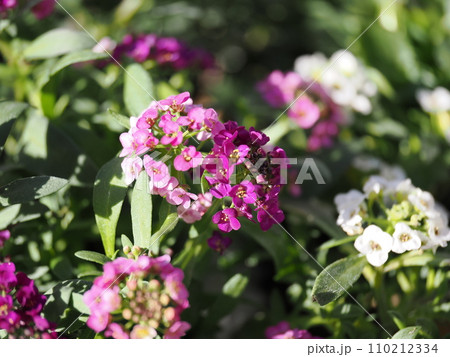ピンク色の小花アリッサム 110212334