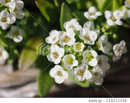 種から育てた白い小花アリッサム　 110212336