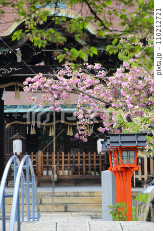 六孫王神社の関山桜 110212721
