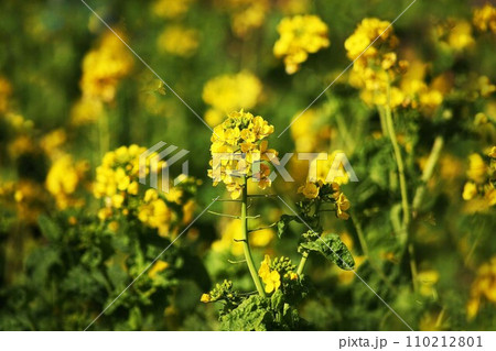 春を待ちわびて咲く菜の花 春を待ちわびて咲く菜の花 110212801