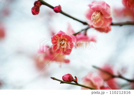 見頃を迎えた紅梅の花 110212816