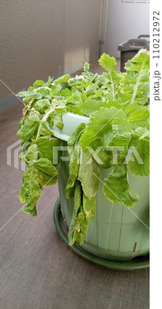 軟腐病で葉が萎れた大根 110212972