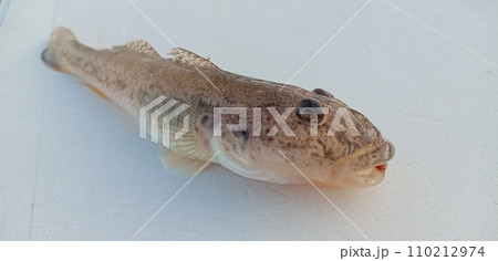 マハゼの斜めからの姿 マハゼの斜めからの姿 110212974