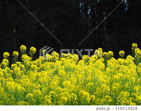 満開の菜の花畑 110213928
