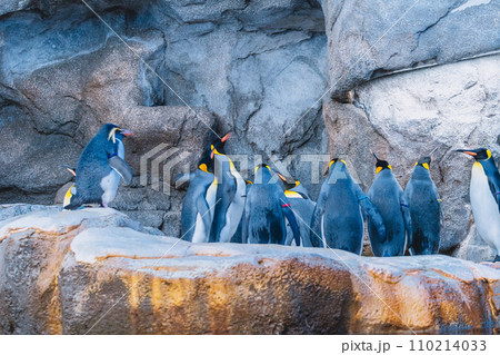 岩の上に立つペンギン カルガリー動物園 110214033
