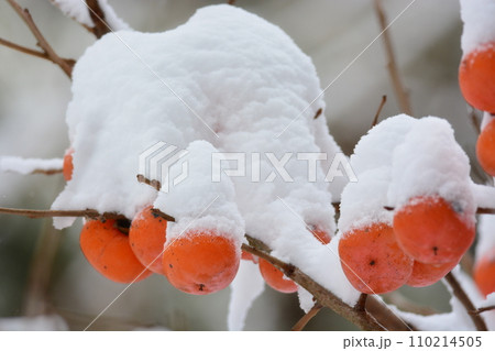 柿の実に雪 柿の実に雪 110214505