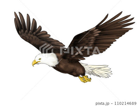飛ぶハクトウワシのリアルなイラスト 110214689