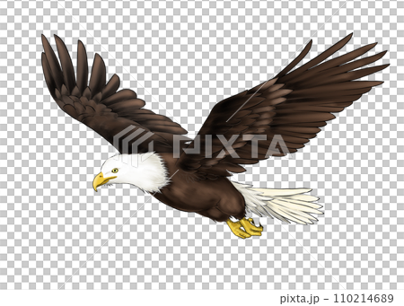 飛行禿鷹的現實例證 飛行禿鷹的現實例證 110214689