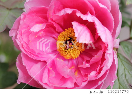 牡丹 ~ ~ ✿ぼたん✿~ ~ 牡丹 ~ ~ ✿ぼたん✿~ ~ 110214776