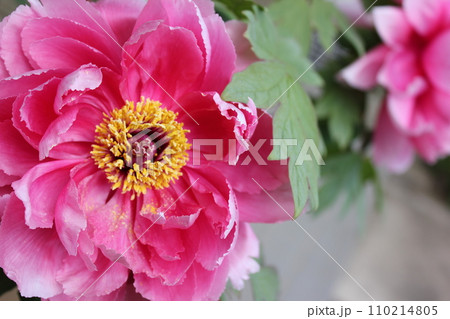 牡丹 ~ ~ ✿ぼたん✿~ ~ 牡丹 ~ ~ ✿ぼたん✿~ ~ 110214805