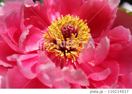 牡丹 ~ ~ ✿ぼたん✿~ ~ 牡丹 ~ ~ ✿ぼたん✿~ ~ 110214817