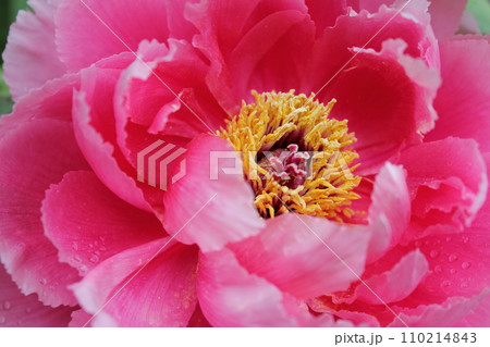 牡丹 ~ ~ ✿ぼたん✿~ ~ 牡丹 ~ ~ ✿ぼたん✿~ ~ 110214843