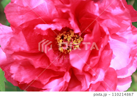 牡丹　　～ ～ ✿ぼたん✿～ ～  110214867