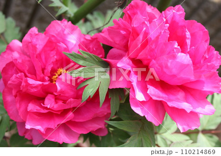 牡丹　　～ ～ ✿ぼたん✿～ ～  110214869