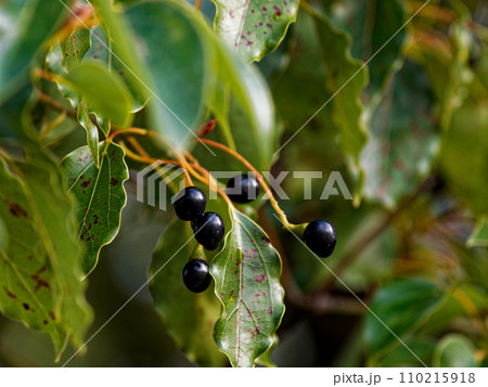 常緑広葉樹クスノキ科クスノキの葉と球形の液果 常緑広葉樹クスノキ科クスノキの葉と球形の液果 110215918