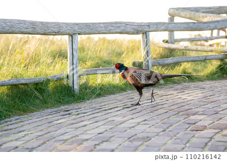 Calling pheasant on the field 110216142