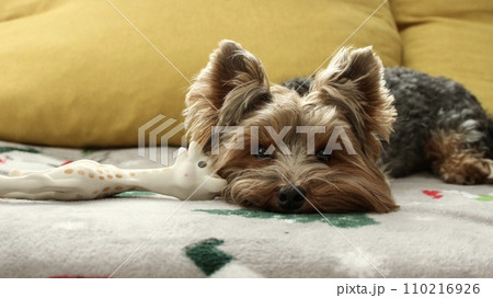 A small Yorkie dog is resting on a light blanket on the sofa 110216926