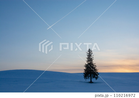 夕暮れの雪原に立つマツの木と飛行機雲 美瑛町 夕暮れの雪原に立つマツの木と飛行機雲 美瑛町 110216972