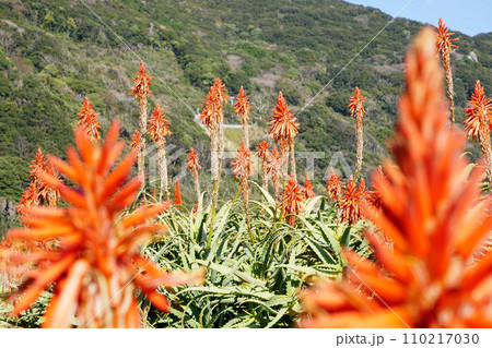 アロエの花 110217030