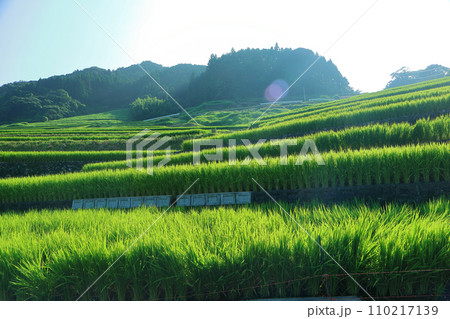 青々とした棚田 110217139