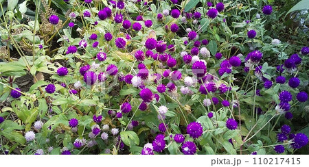 白色と紫色の休場花は千日紅の花 110217415