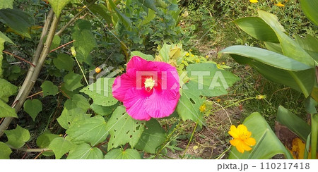 こじま花の会花畑のアメリカフヨウの大きい花 110217418