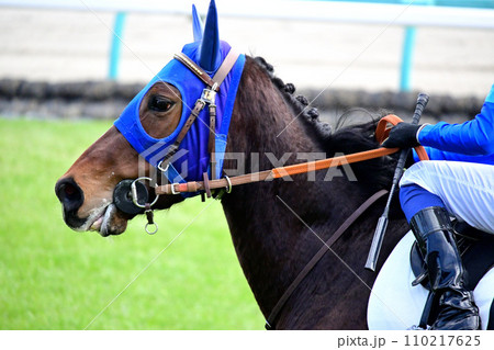競走馬 110217625