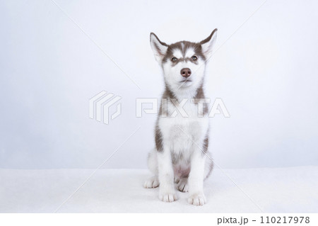 シベリアンハスキーの仔犬 シベリアンハスキーの仔犬 110217978