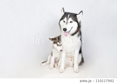 寄り添うシベリアンハスキーの親子 110217982