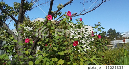 こじま花の会花畑のアメリカフヨウの大きい花 こじま花の会花畑のアメリカフヨウの大きい花 110218334
