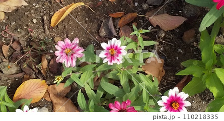 百日草の矮性種ジニアの桃色の花 百日草の矮性種ジニアの桃色の花 110218335