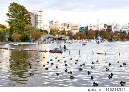 上野公園不忍池に浮かぶ水鳥 110218593