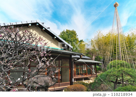 東京都大田区 早春の池上梅園茶室と庭園の松の雪吊り 110218934