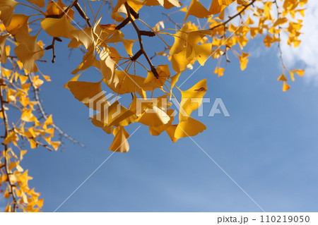 青空をバックに見ごろを迎えたイチョウの葉 ginkgo leaves behind blue sky 青空をバックに見ごろを迎えたイチョウの葉 ginkgo leaves behind blue sky 110219050
